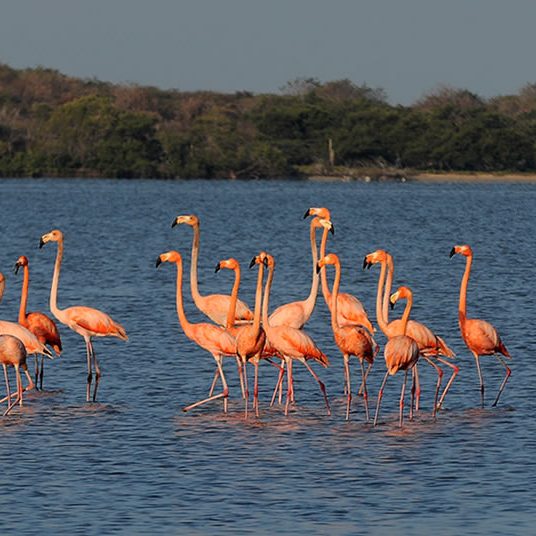 Flamencos_Parques_Nacionales_Naturales_de_Colombia